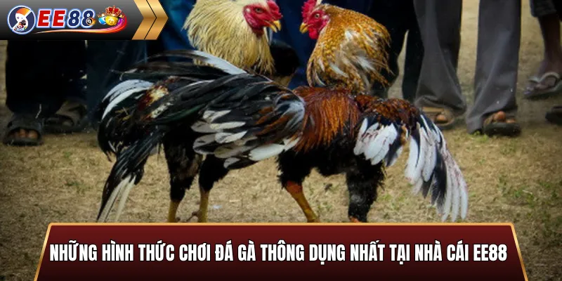 Những hình thức chơi đá gà thông dụng nhất tại nhà cái EE88