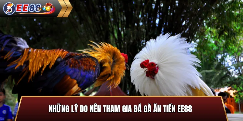 Những lý do nên tham gia đá gà ăn tiền EE88