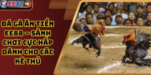 Đá gà ăn tiền EE88 – Sảnh chơi cực hấp dành cho các kê thủ